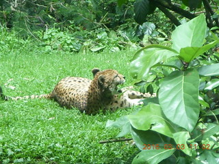 Indonesia Safari ride - cheetah