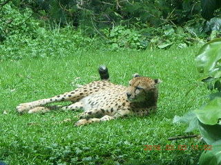 Indonesia Safari ride - cheetah