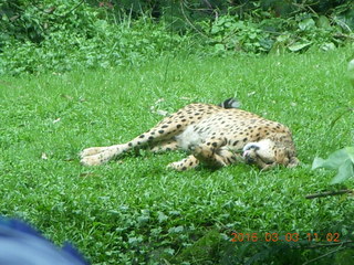 Indonesia Safari ride - cheetah