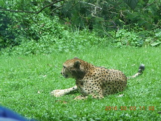 Indonesia Safari ride - cheetah