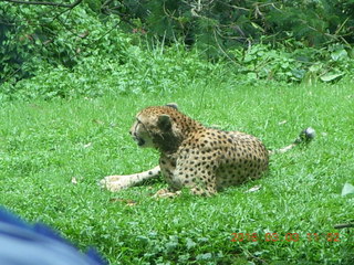 Indonesia Safari ride - cheetah