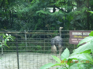 Indonesia Safari ride - rhinoceros