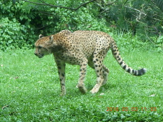 Indonesia Safari ride - cheetah