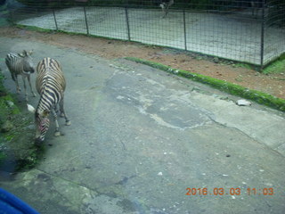 Indonesia Safari ride - zebras