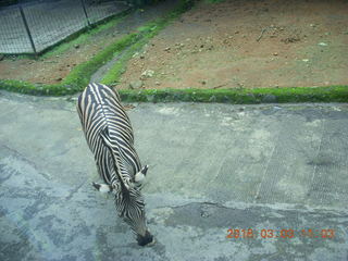 Indonesia Safari ride - zebras