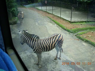 Indonesia Safari ride - zebras