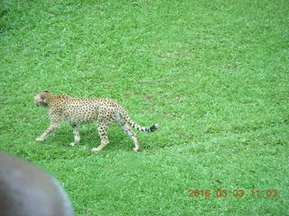 Indonesia Safari ride - cheetah