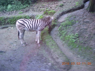 Indonesia Safari ride - zebra