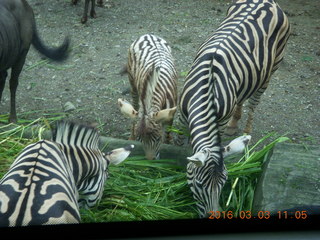 Indonesia Safari ride - cheetah