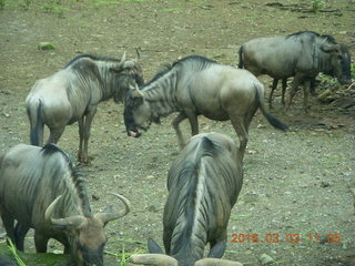 Indonesia Safari ride - buffalo