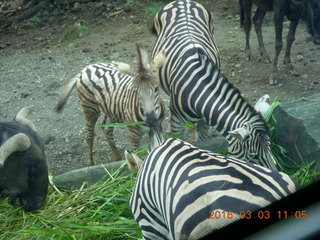 Indonesia Safari ride- zebras