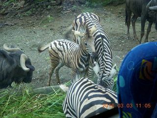 Indonesia Safari ride - zebras