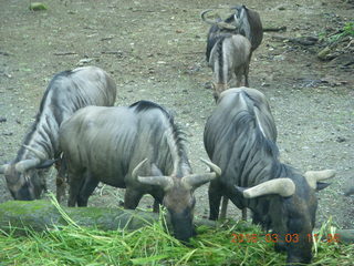 Indonesia Safari ride - zebras