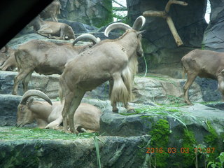 Indonesia Safari ride - big-horn sheep