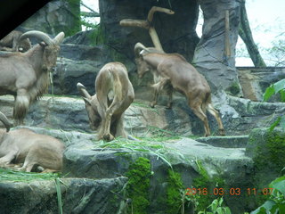 Indonesia Safari ride - big-horn sheep