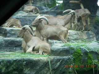 Indonesia Safari ride - big-horn sheep