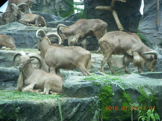 Indonesia Safari ride