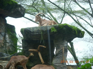 Indonesia Safari ride - big-horn sheep