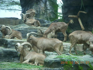 Indonesia Safari ride - big-horn sheep