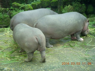 Indonesia Safari ride - hippopotamoi