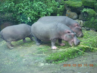Indonesia Safari ride - hippopotamoi