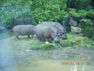 Indonesia Safari ride - hippopotamoi