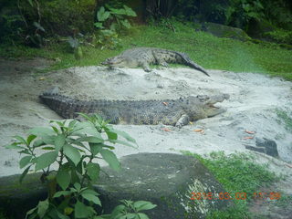 Indonesia Safari ride - crocodiles