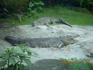 Indonesia Safari ride - crocodiles