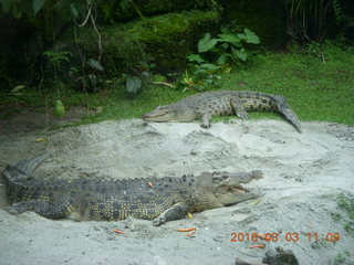 Indonesia Safari ride - crocodiles