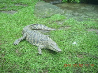 Indonesia Safari ride - crocodiles