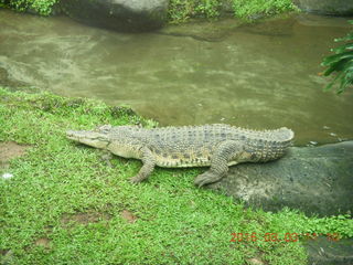 Indonesia Safari ride - crocodiles