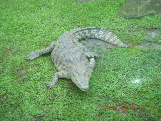 Indonesia Safari ride - crocodiles