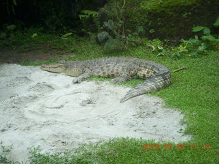 Indonesia Safari ride - crocodiles