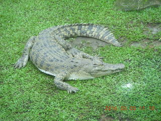 Indonesia Safari ride - crocodiles