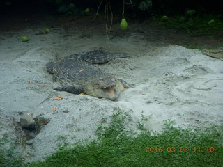 Indonesia Safari ride - crocodiles