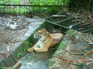 Indonesia Safari ride - tiger