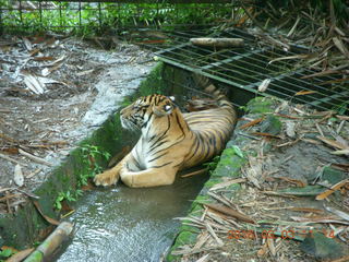 Indonesia Safari ride - tiger