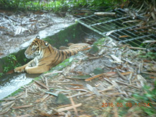 Indonesia Safari ride - crocodiles