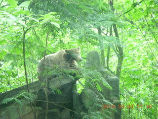 Indonesia Safari ride - crocodiles