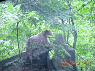 Indonesia Safari ride - bear