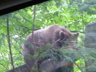 Indonesia Safari ride - bear