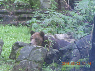 Indonesia Safari ride - bear