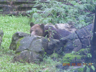 Indonesia Safari ride - bear