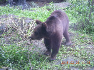 Indonesia Safari ride - bear