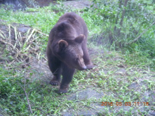 Indonesia Safari ride - bear