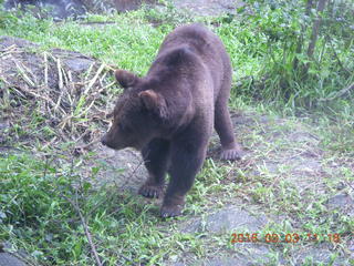 Indonesia Safari ride - bear