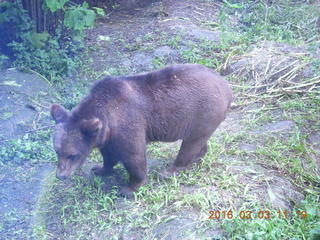 Indonesia Safari ride - bear