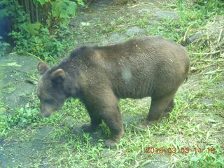 Indonesia Safari ride - bear
