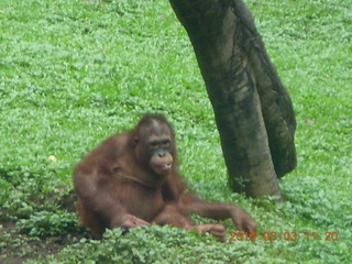 Indonesia Safari ride - orangutan