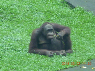 Indonesia Safari ride - orangutan